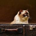 La pérdida de un gatito y proceso del duelo