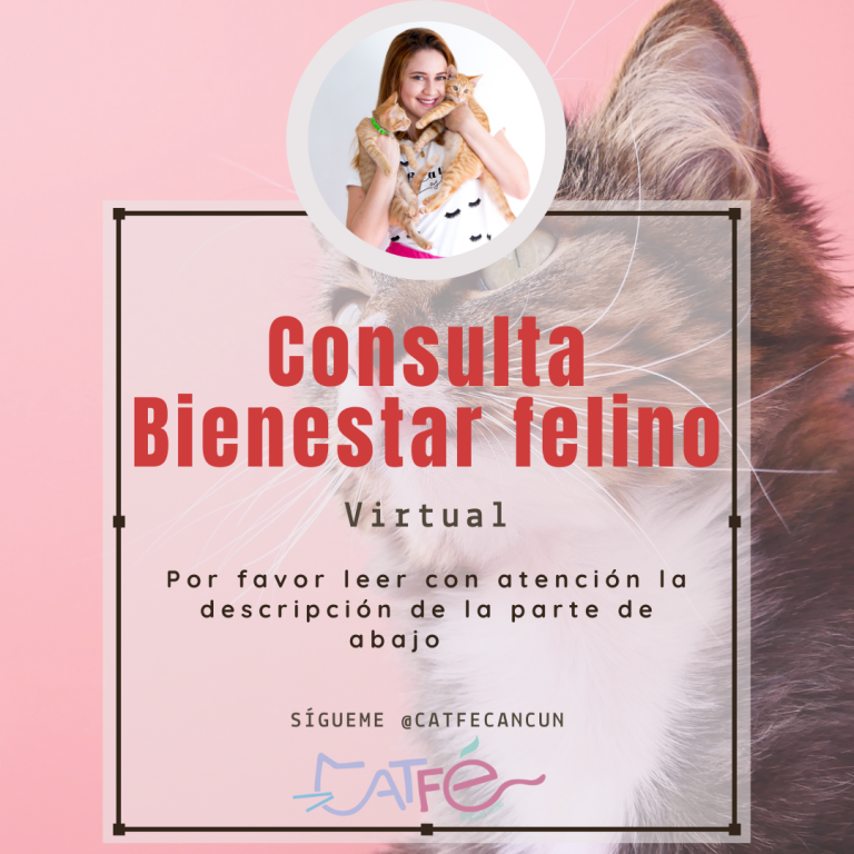 Consulta de bienestar felino virtual 💻